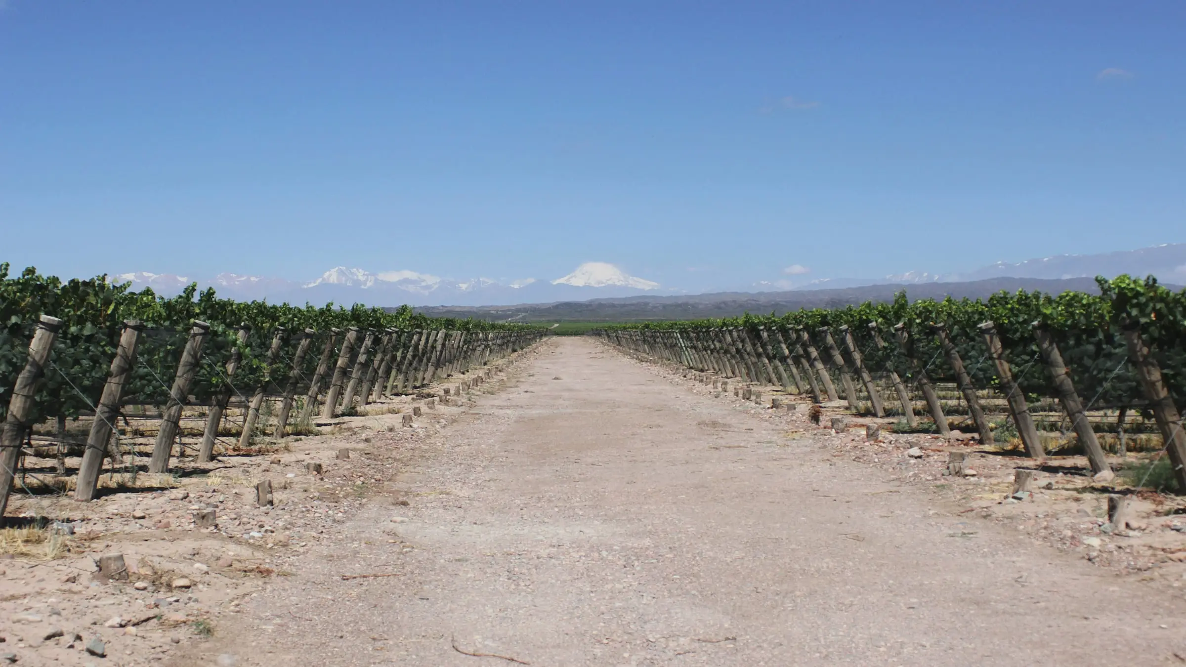 Mendoza vineyard path with Andes in the distance