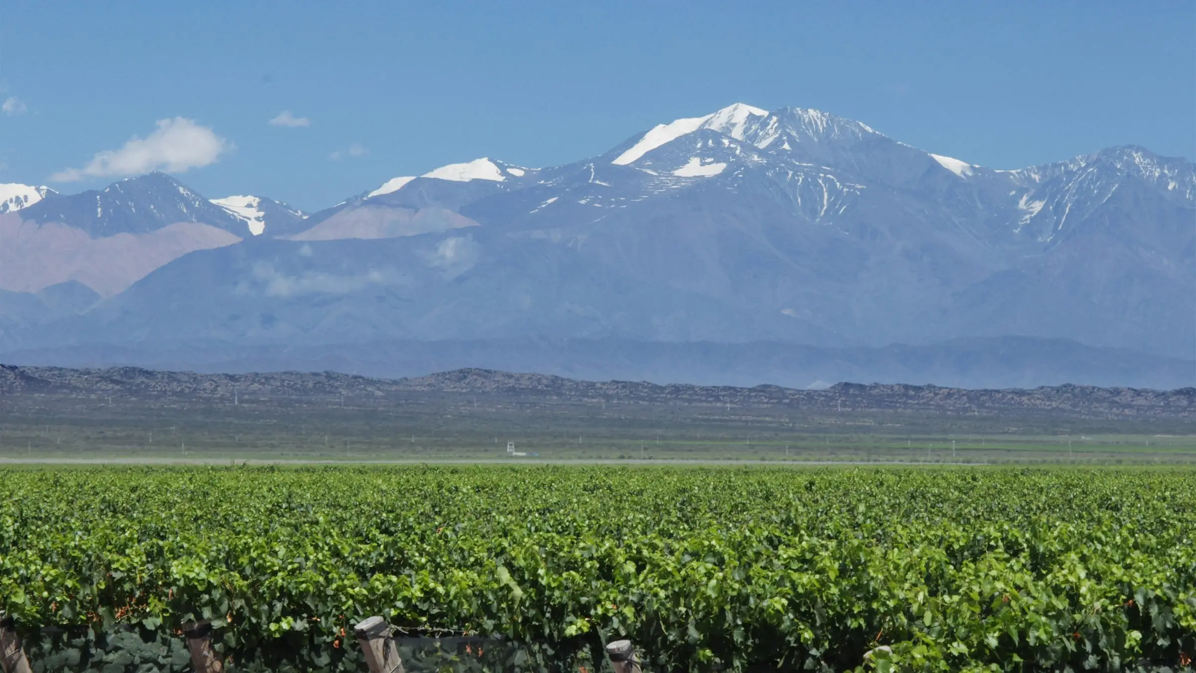 Mendoza vineyard rows beneath the Andes