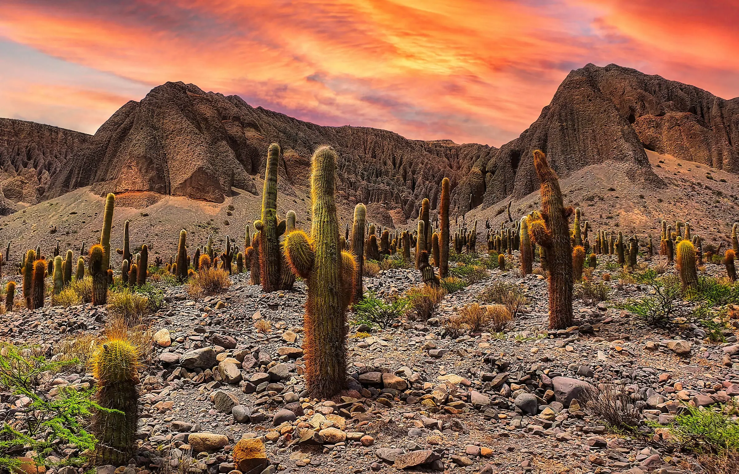 Salta cactus desert at sunset